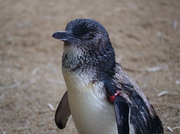kogata penguin