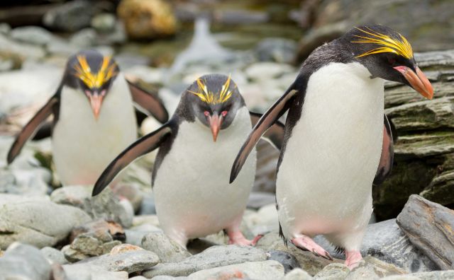 penguin macaroni