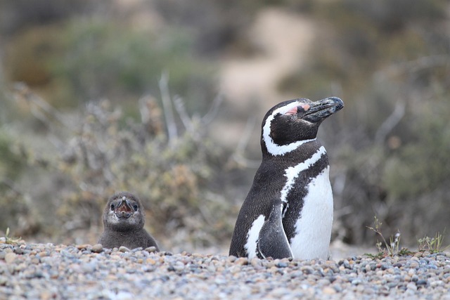 magellanic penguin