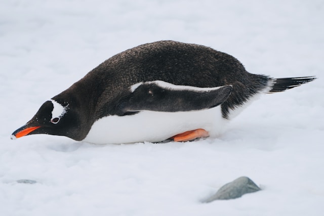 penguin tobogan