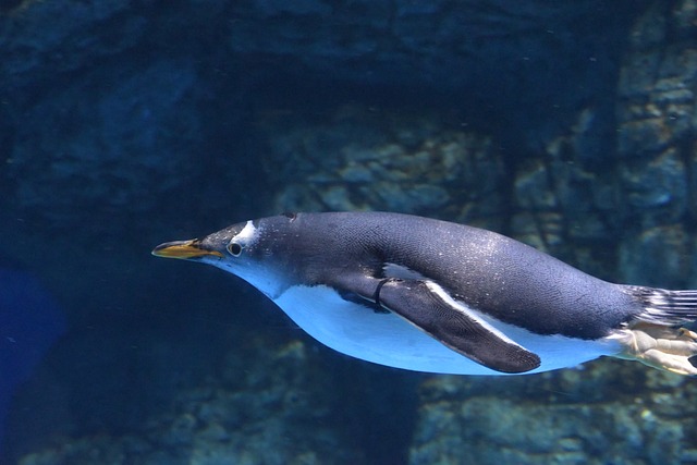 penguin5
