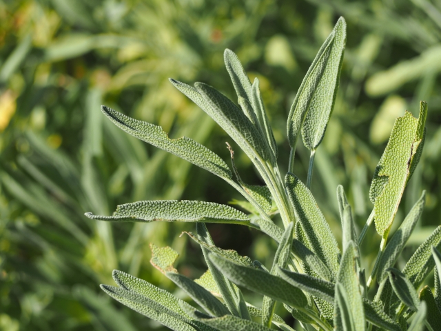 commonsage leaves