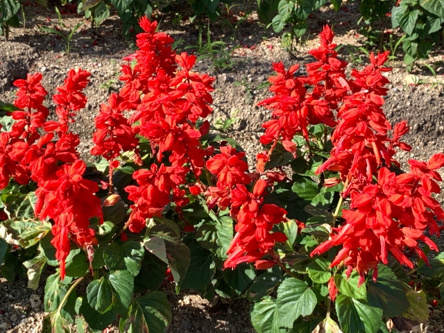 Salvia splendens