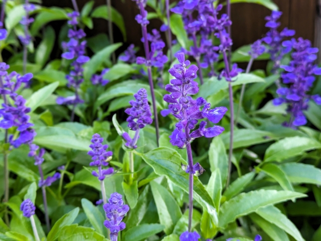 salvia farinacea
