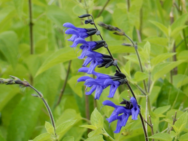 salvia garanitika