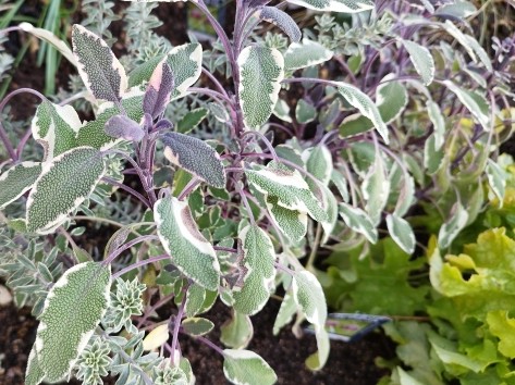 salvia toricolorsage