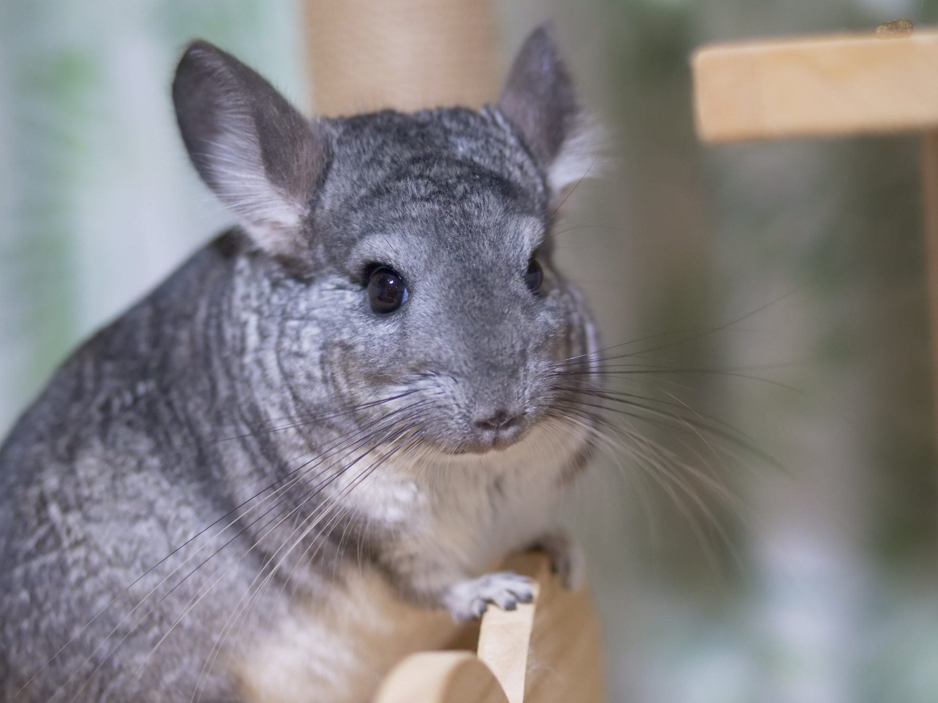 Chinchilla