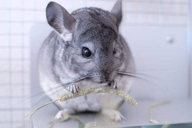 Chinchilla2