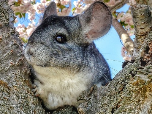 Chinchilla4