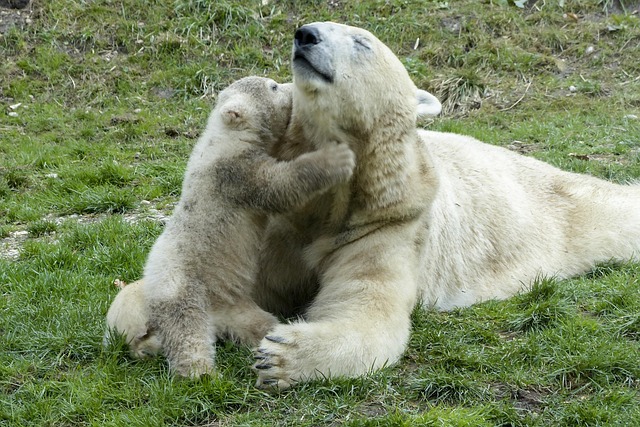 polar bear8