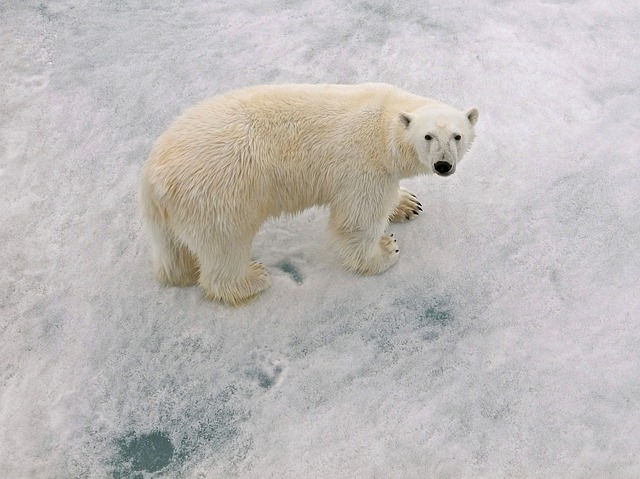 polar bear9