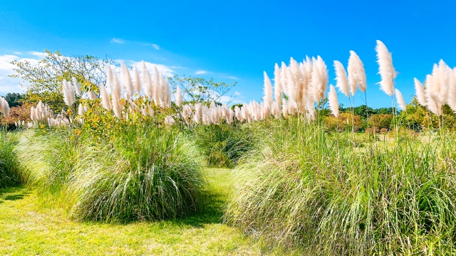 Pampas grass5