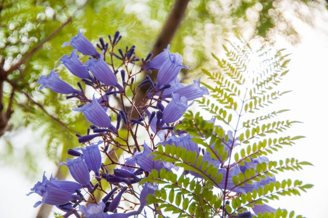 jacaranda flower