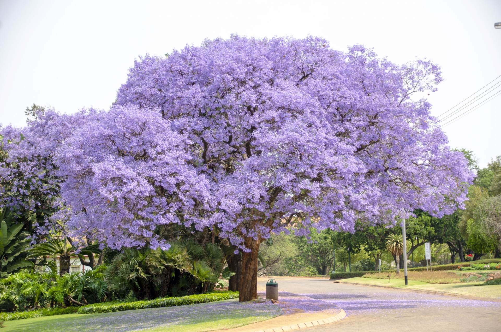 jacaranda