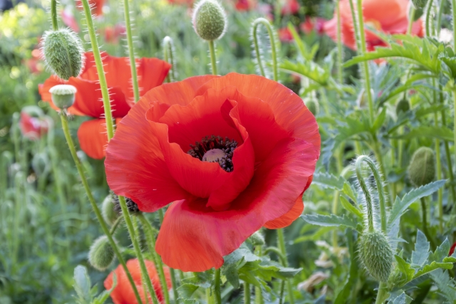 Oriental poppy