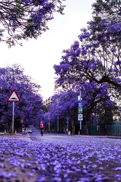 jacaranda5
