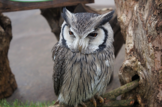 owl africa