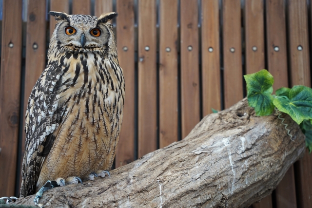 owl bengal