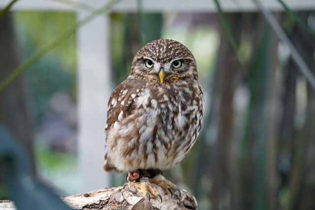 owl kokinme