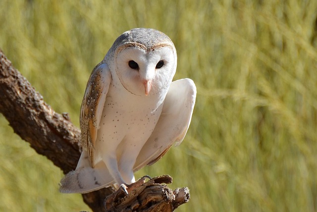 owl men