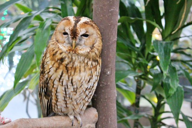 owl mori