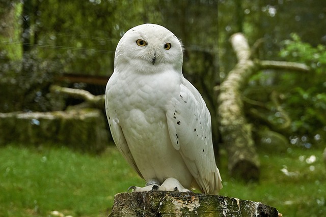 owl shiro