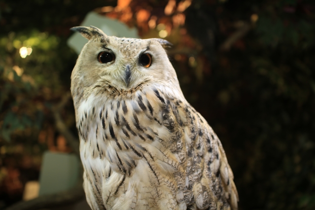 owl siberia