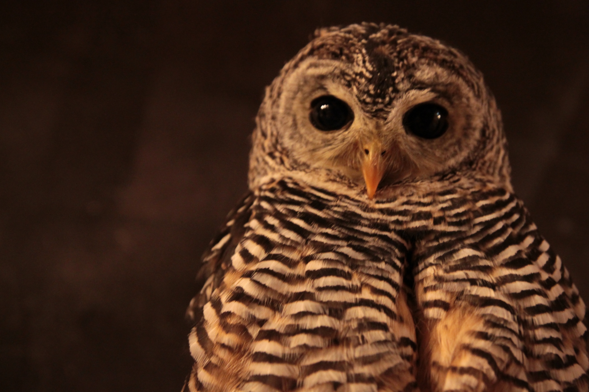 owl