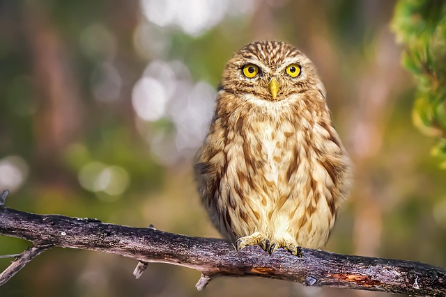 owl3