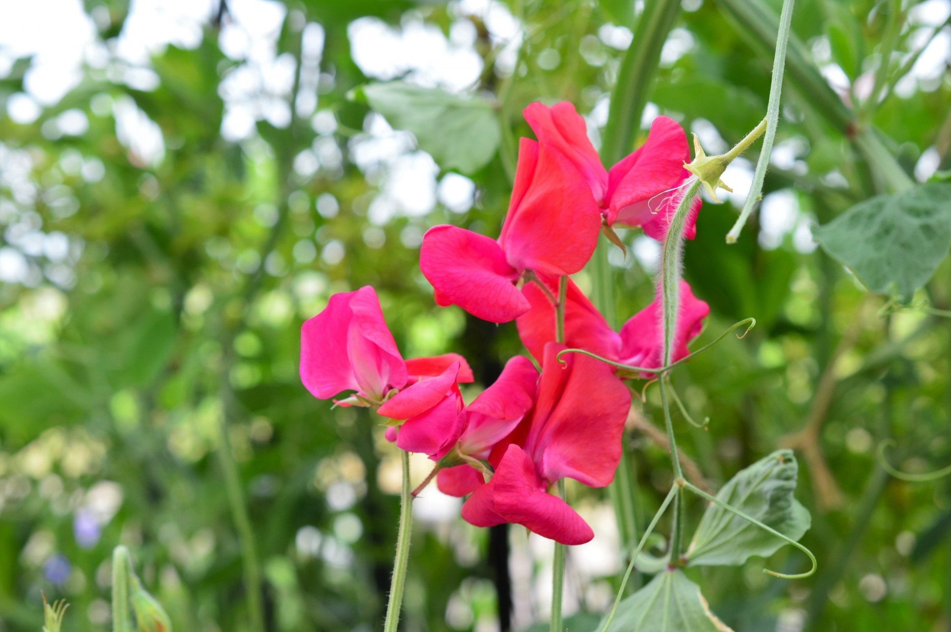 Sweet pea