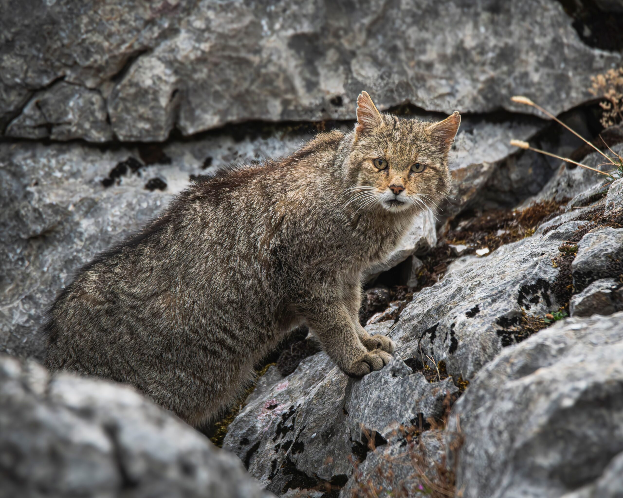 europe yamaneko