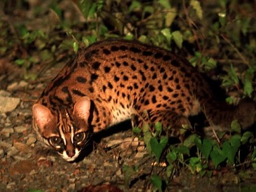 yamaneko bengal