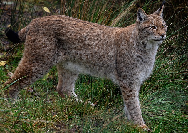 yamaneko europe2