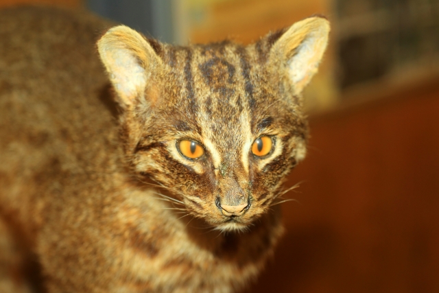 iriomoteyamaneko
