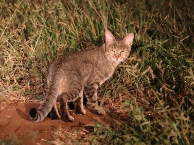 yamaneko libia