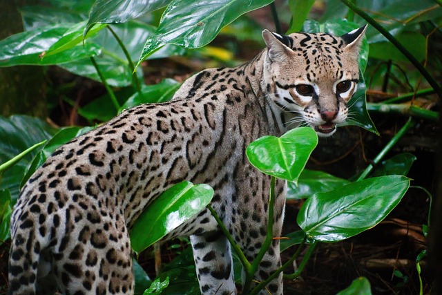 yamaneko ocelot