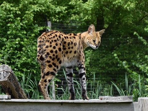 yamaneko serval