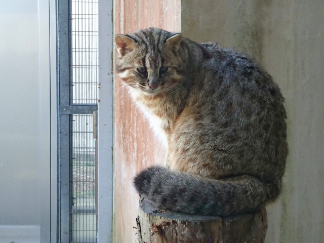 tsushimayamaneko
