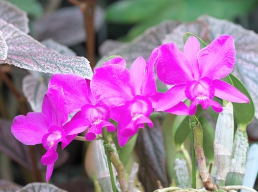 Cattleya walkeriana
