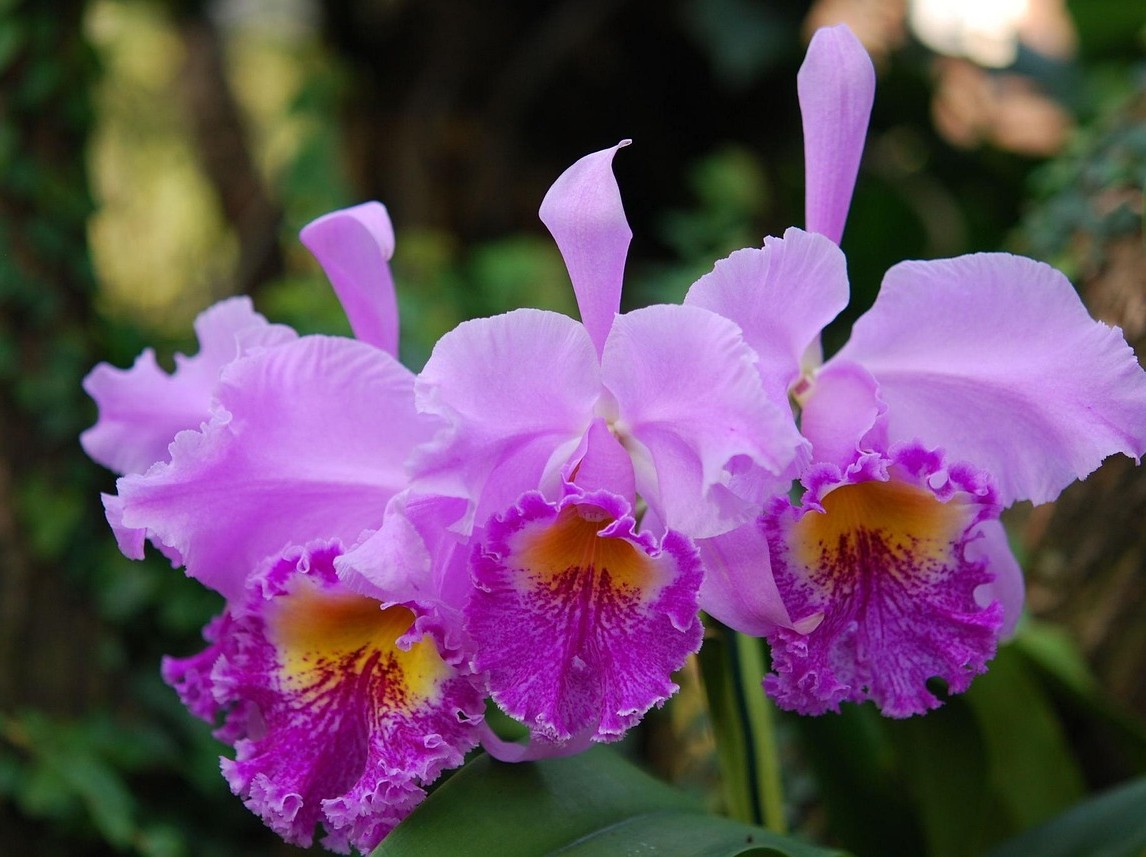 Cattleya