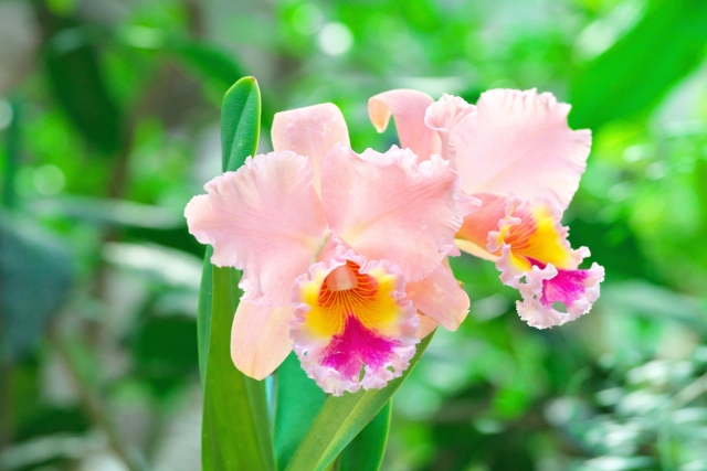 Cattleya2